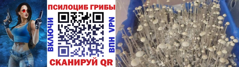 где купить наркоту  Бронницы  Псилоцибиновые грибы Cubensis 